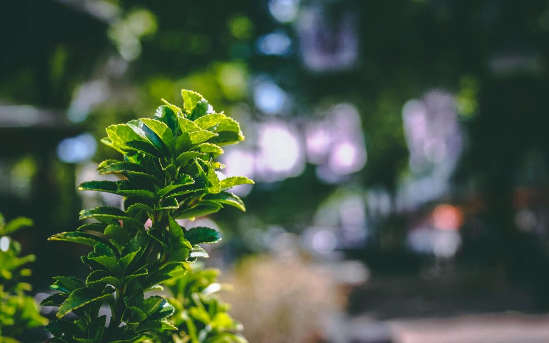 Del diagnóstico a la acción: de los primeros hallazgos a la Diplomatura en Liderazgo Estratégico en Negocios Verdes.